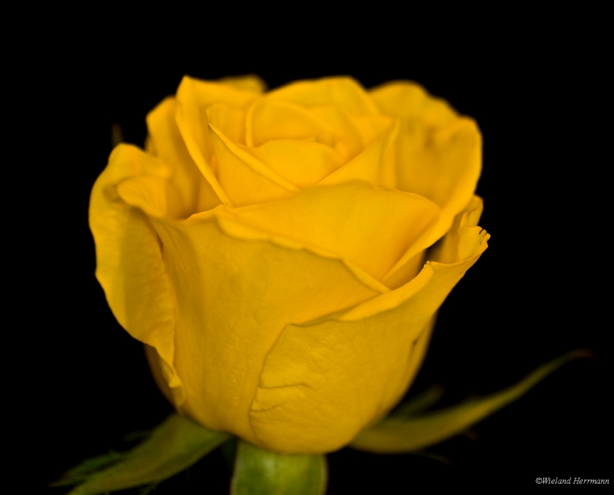Rosen 2009_1