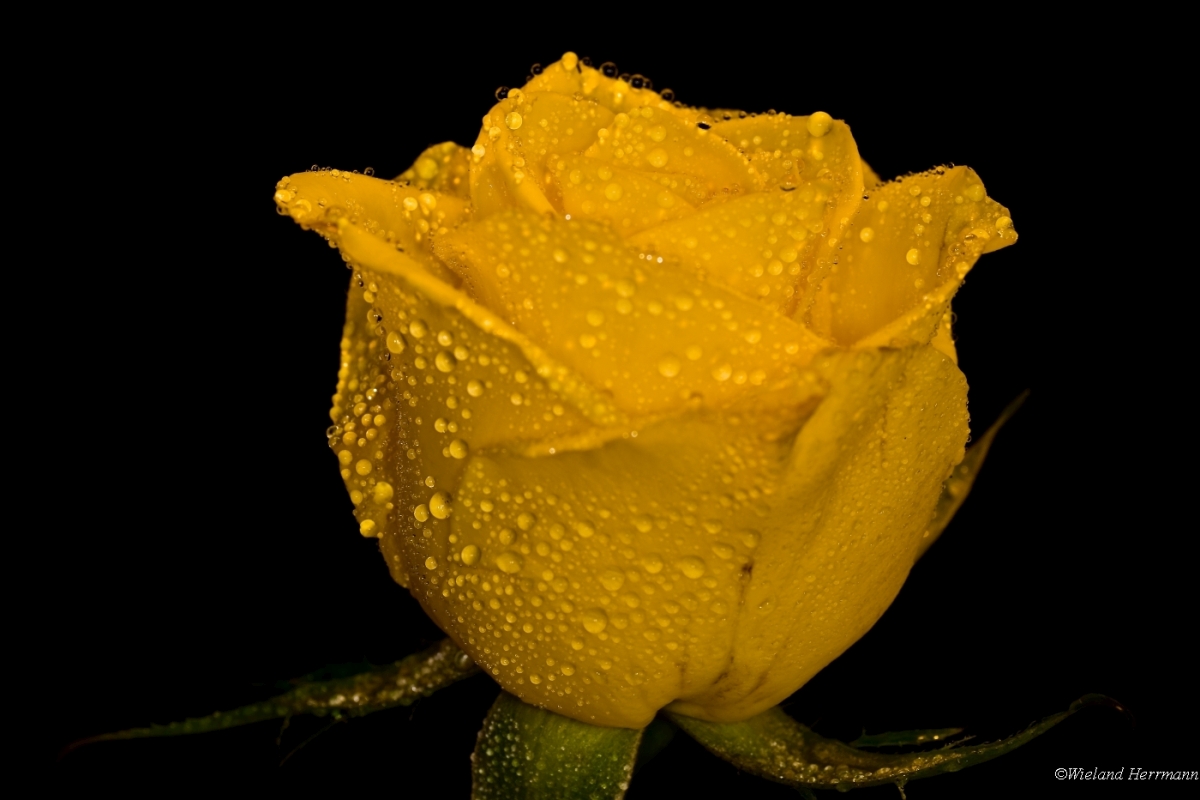 Rosen 2009_2