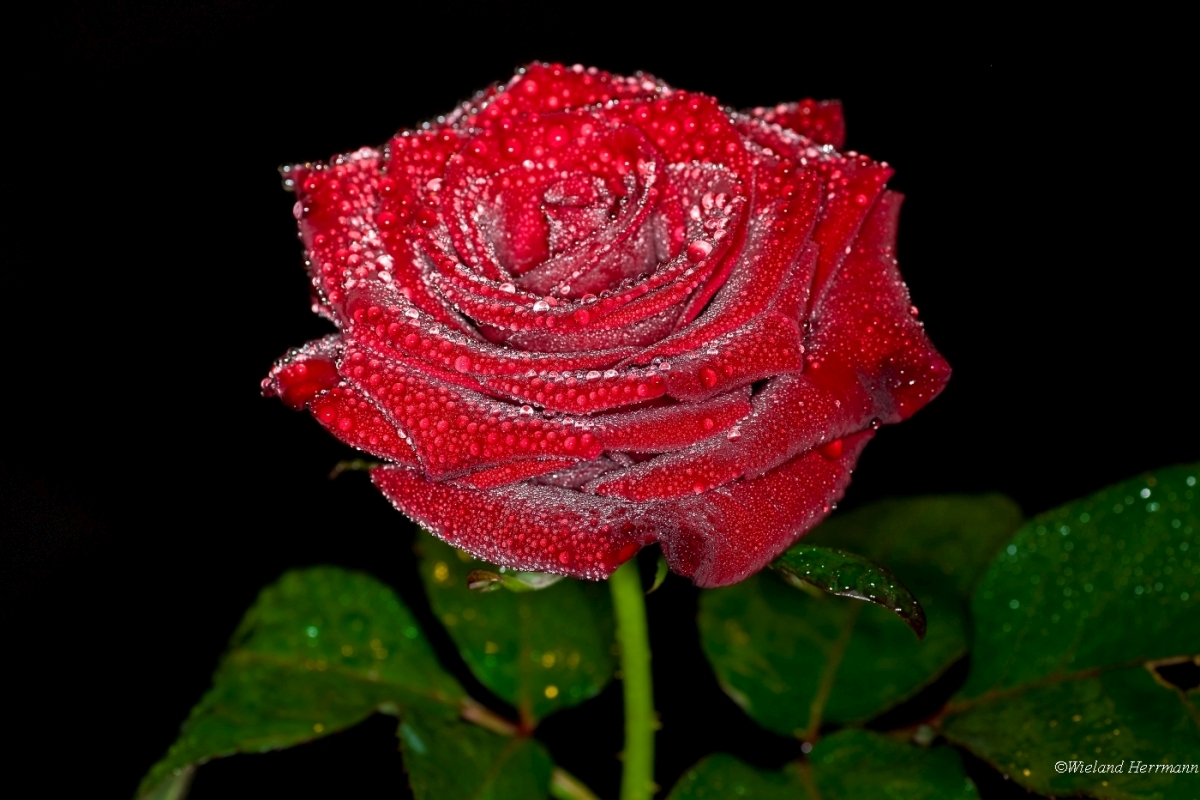 Rosen 2009_3