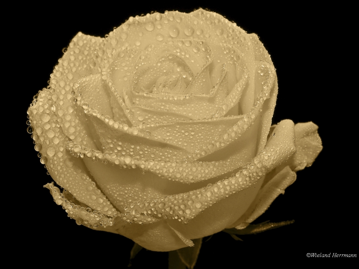 Rosen 2009_4