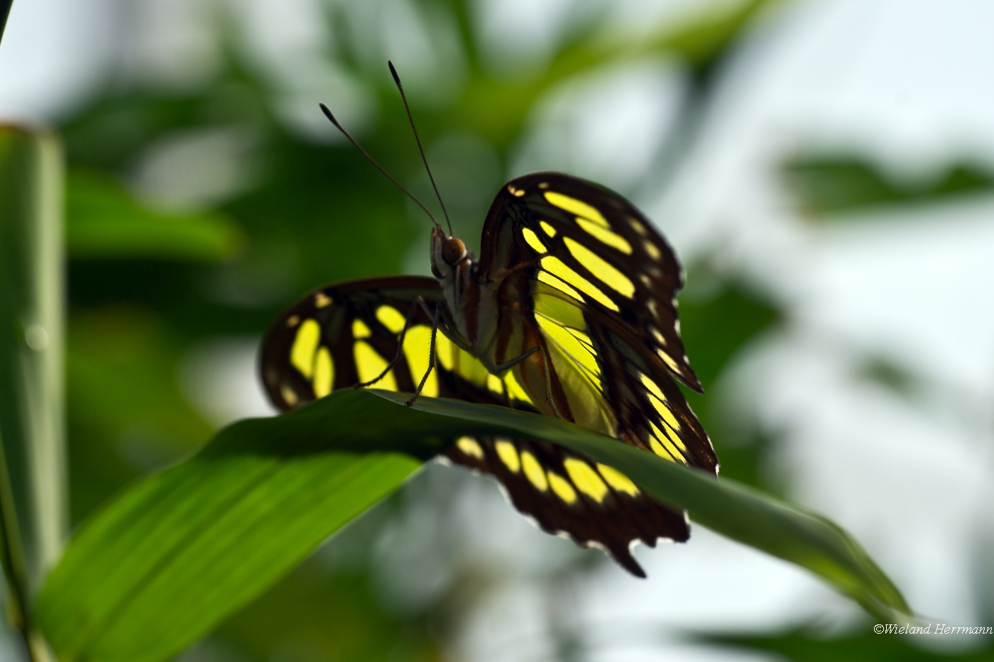 Hamm 2012_04
