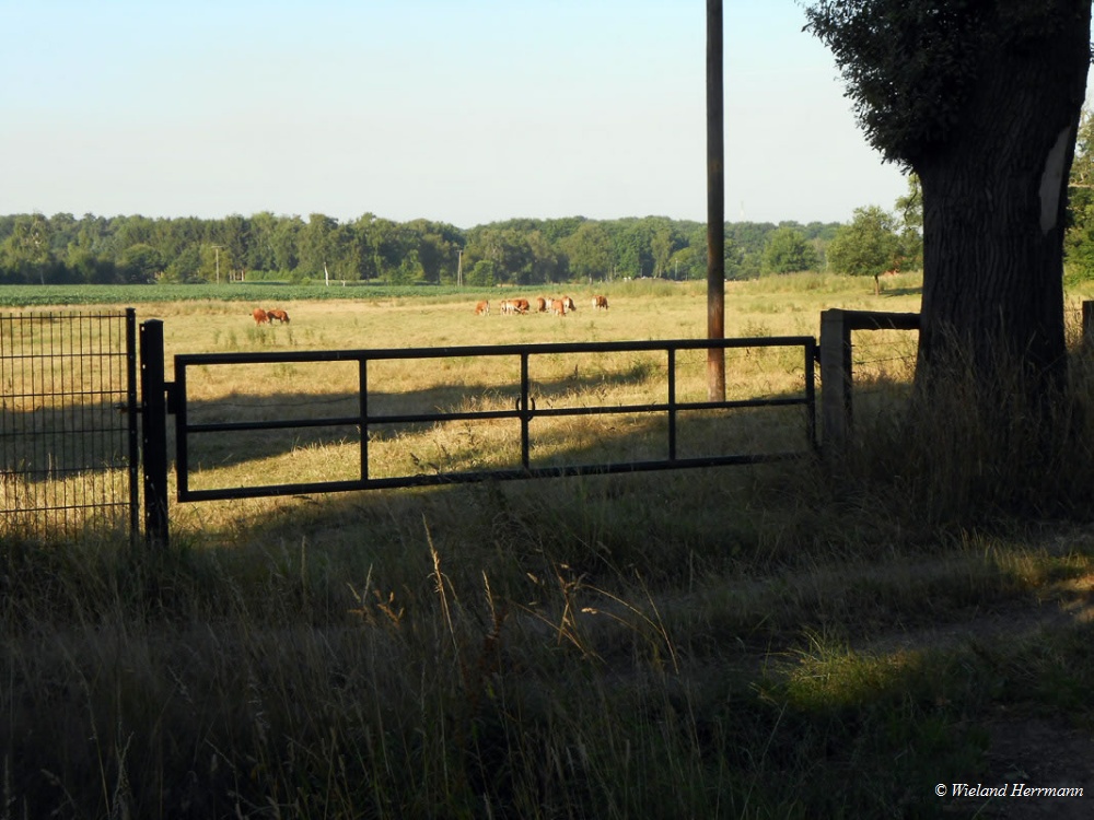 Voerde