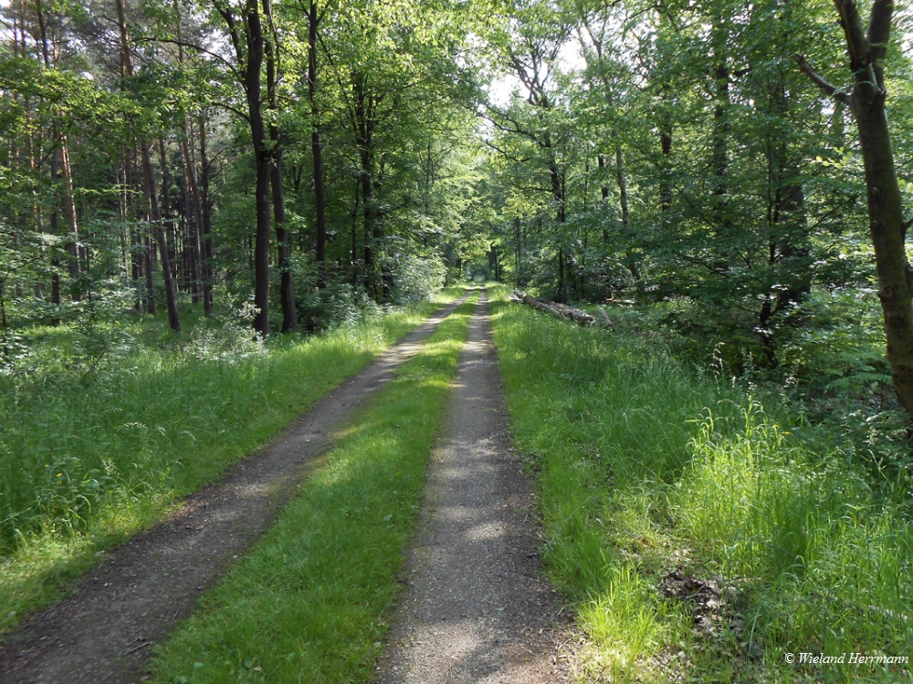 Dmmerwald