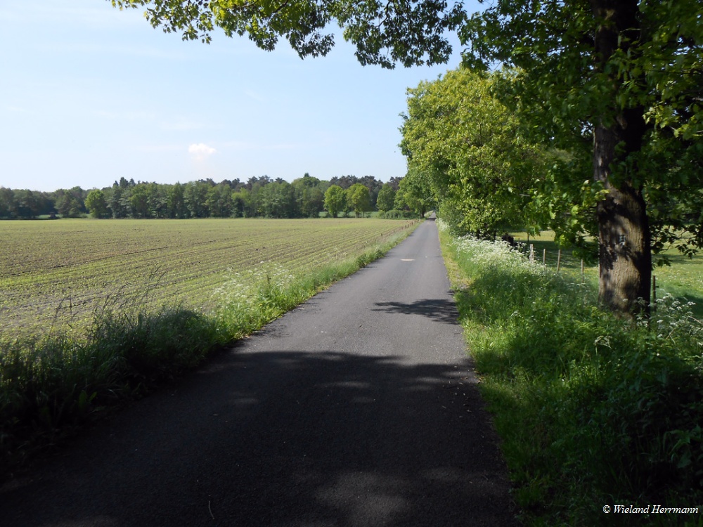 Dmmerwald