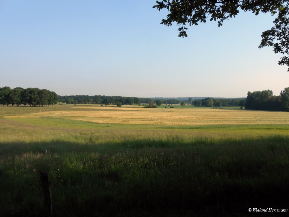 Dmmerwald