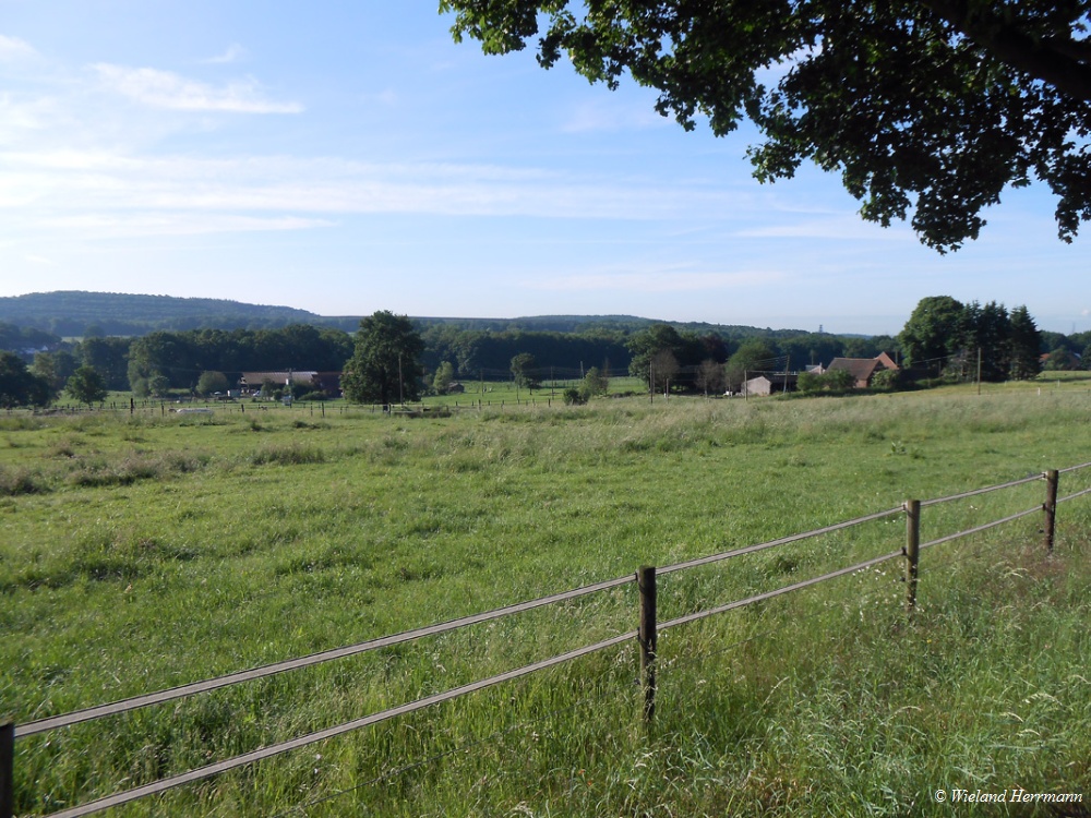Dmmerwald