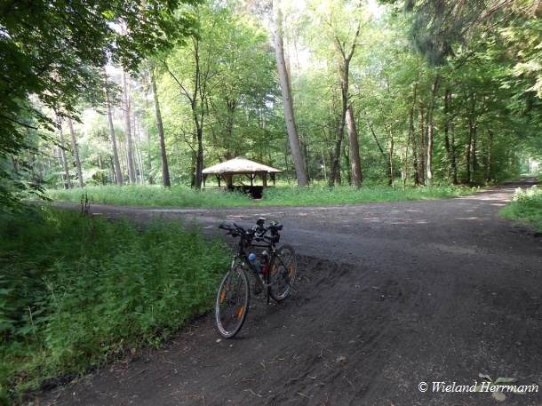 Dmmerwald