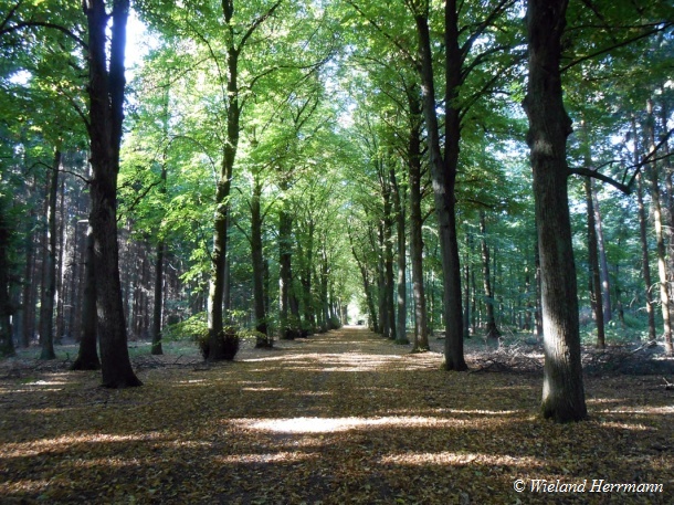 Boenninghardt_