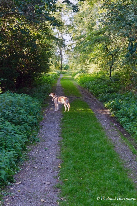 Knappenhalde_02